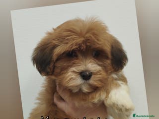 Bichón Habanero perros Muguiris Brisa - Anuncio 6