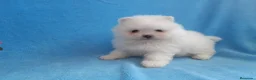 Pomerania perros en venta: PRECIOSO CACHORITO DE POMERANIA TOY  - Anuncio 34