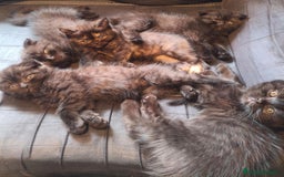 Scottish Fold gatos en venta: British scotish - Imagen 4