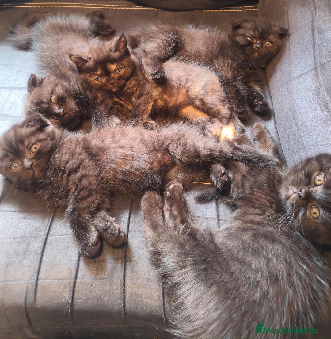 Scottish Fold gatos en venta: British scotish - Imagen 4