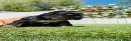 Cocker Spaniel Inglés perros en venta: COCKER SPANIEL INGLES - Anuncio 19