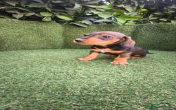 Teckel Miniatura perros en venta: teckel miniatura  - Imagen 5