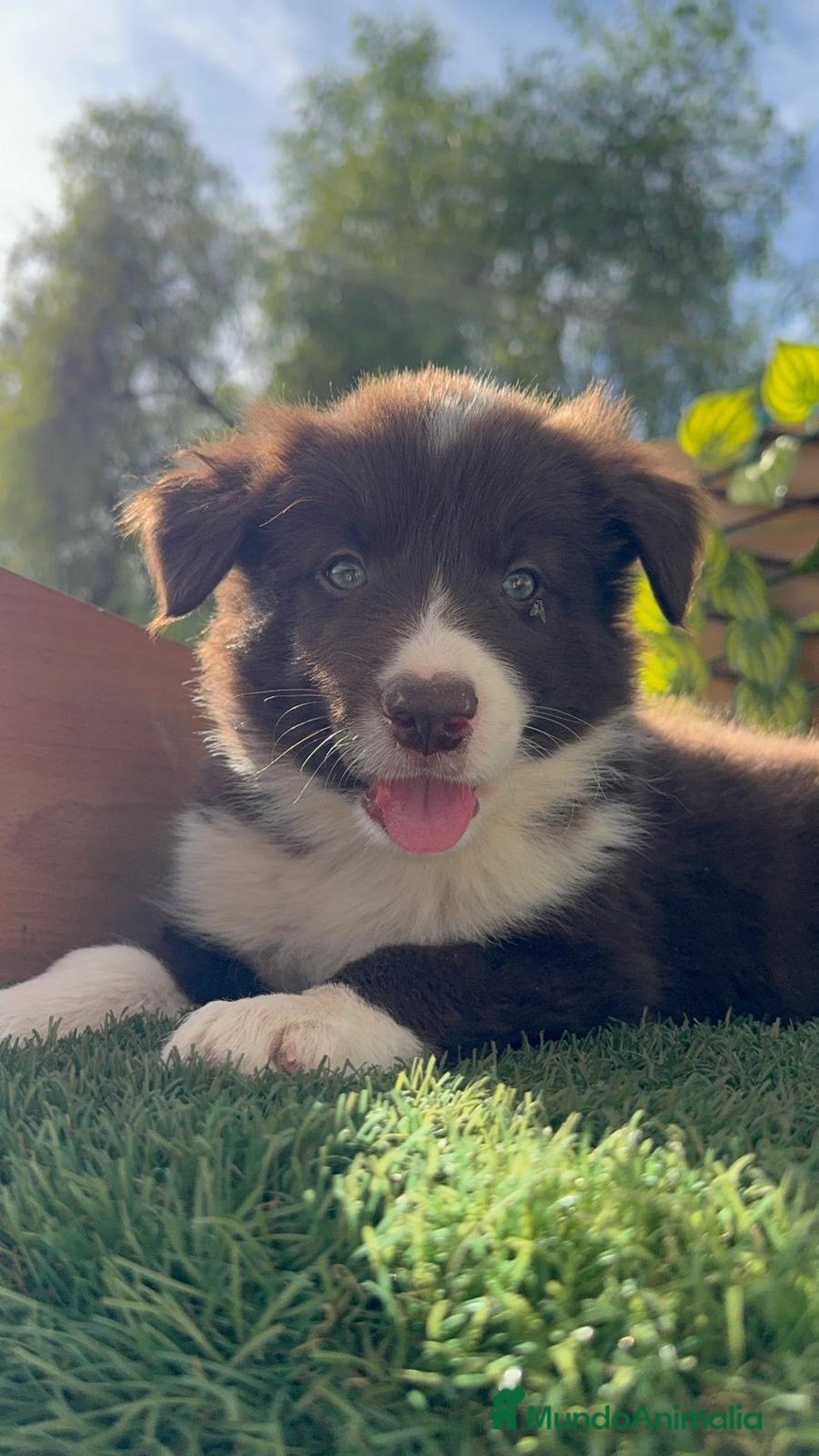 Border Collie perros en venta: BORDER COLLIE - Anuncio 11