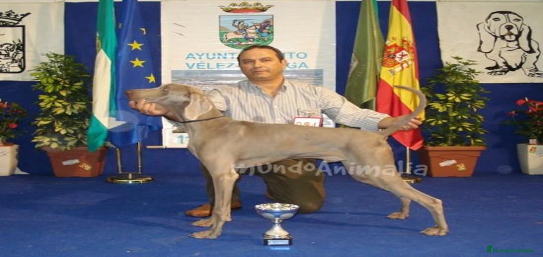 Imagen de galería {{count}}