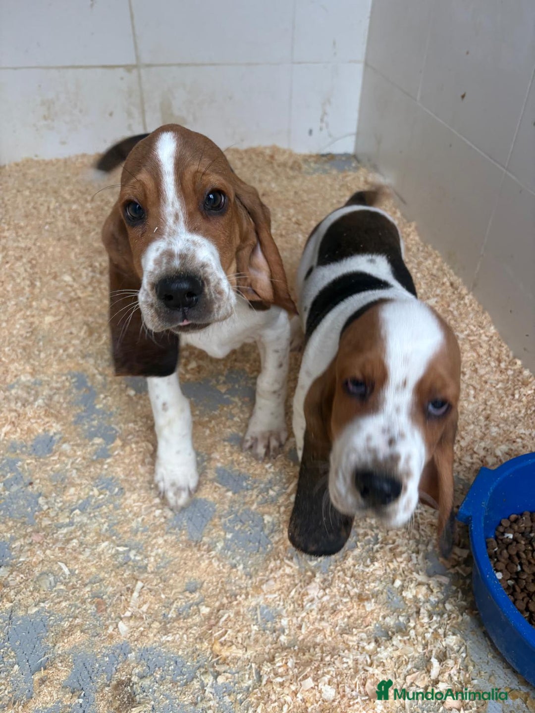 Basset Hound perros en venta: Último BASSET HOUND  - Anuncio 14