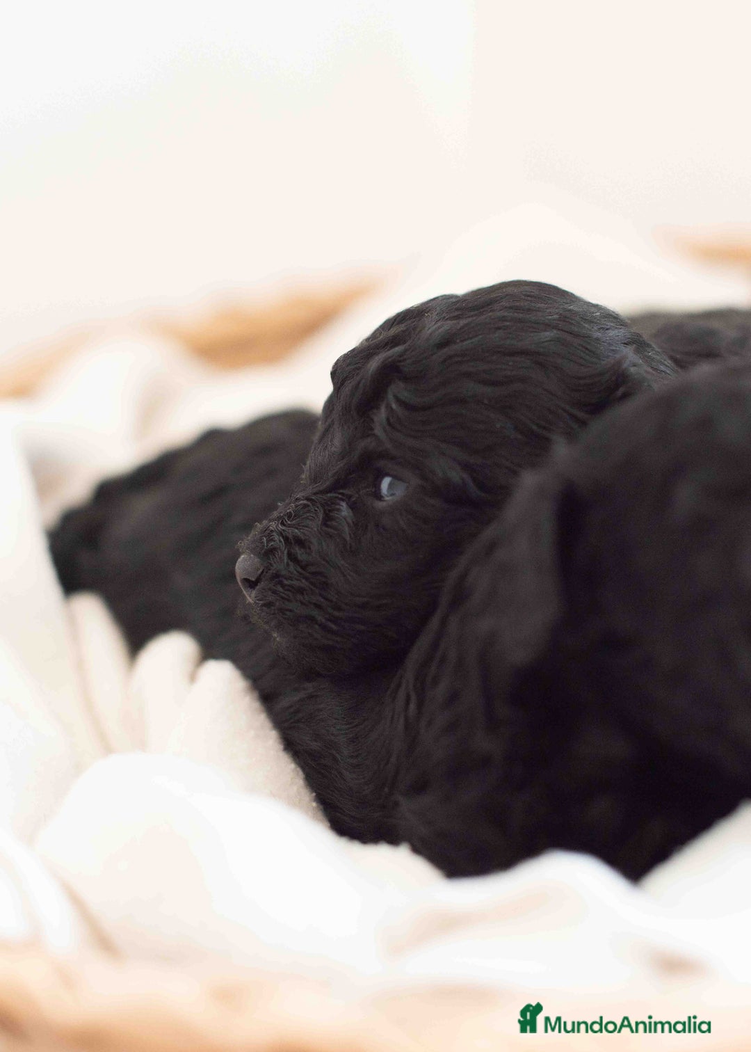 Caniche Toy perros en venta: Caniches toys negros - Anuncio 7