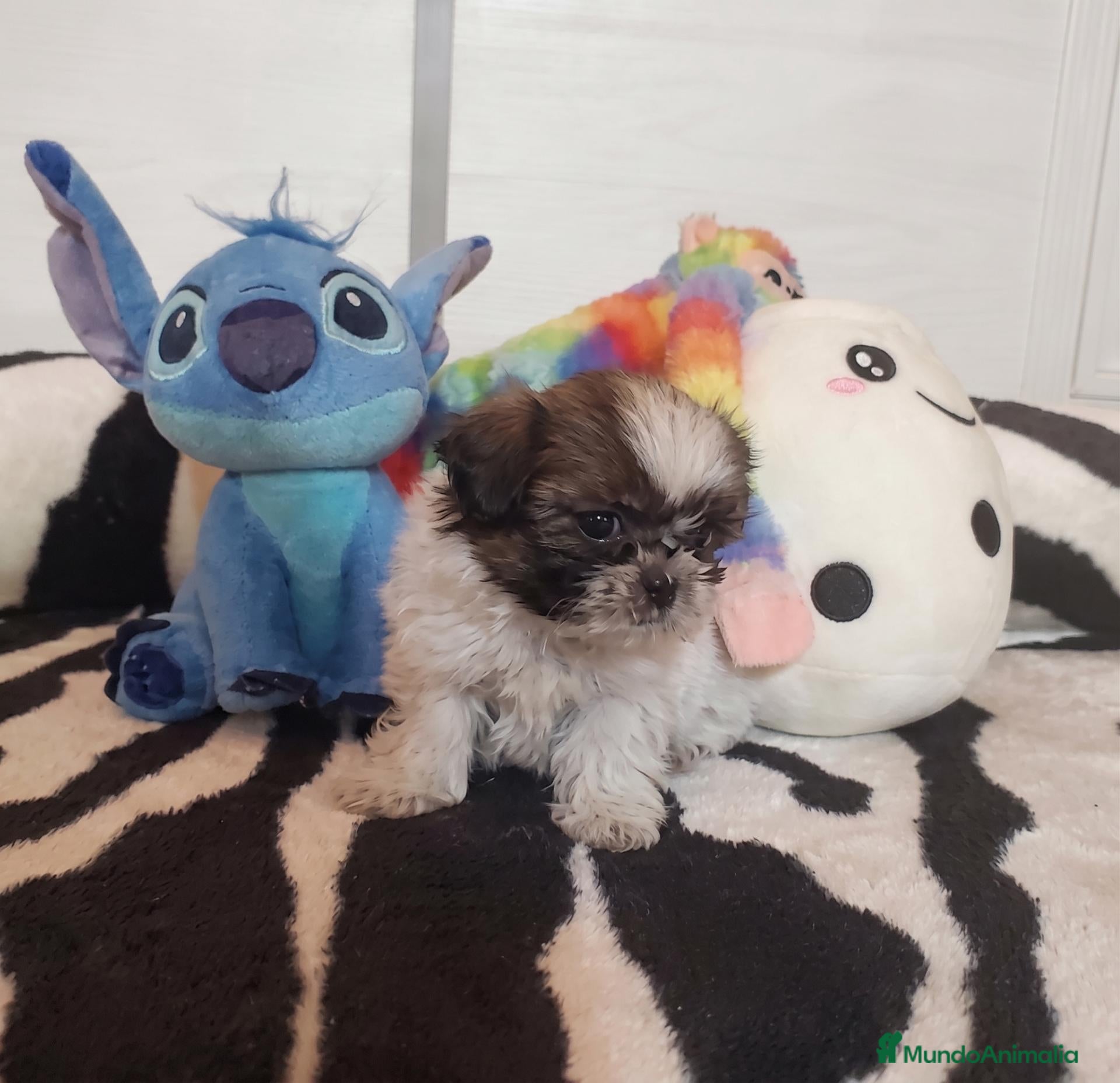 Shih Tzu perros Cachorros Shih Tzu - Anuncio 2