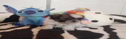 Shih Tzu perros en venta: Cachorros Shih Tzu - Anuncio 2