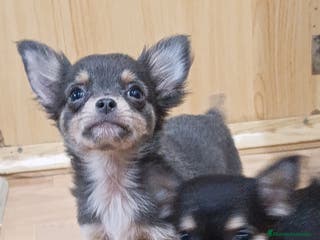 Chihuahua perros CHIHUAHUA MACHO - Anuncio 2