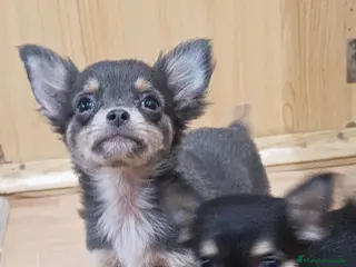 Chihuahua perros CHIHUAHUA MACHO - Anuncio 27