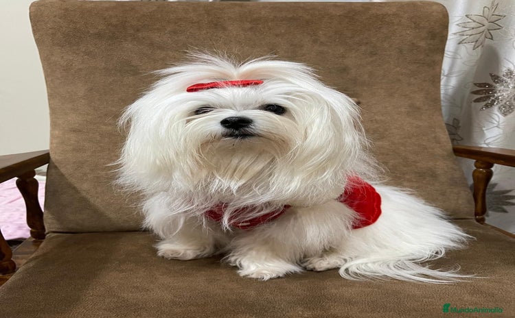 Bichón Maltés perros - Anuncio 1