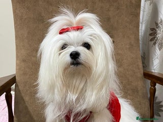 Bichón Maltés perros - Anuncio 25