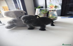 Raza Mixta perros en venta: Cachorro Toy  - Anuncio 8