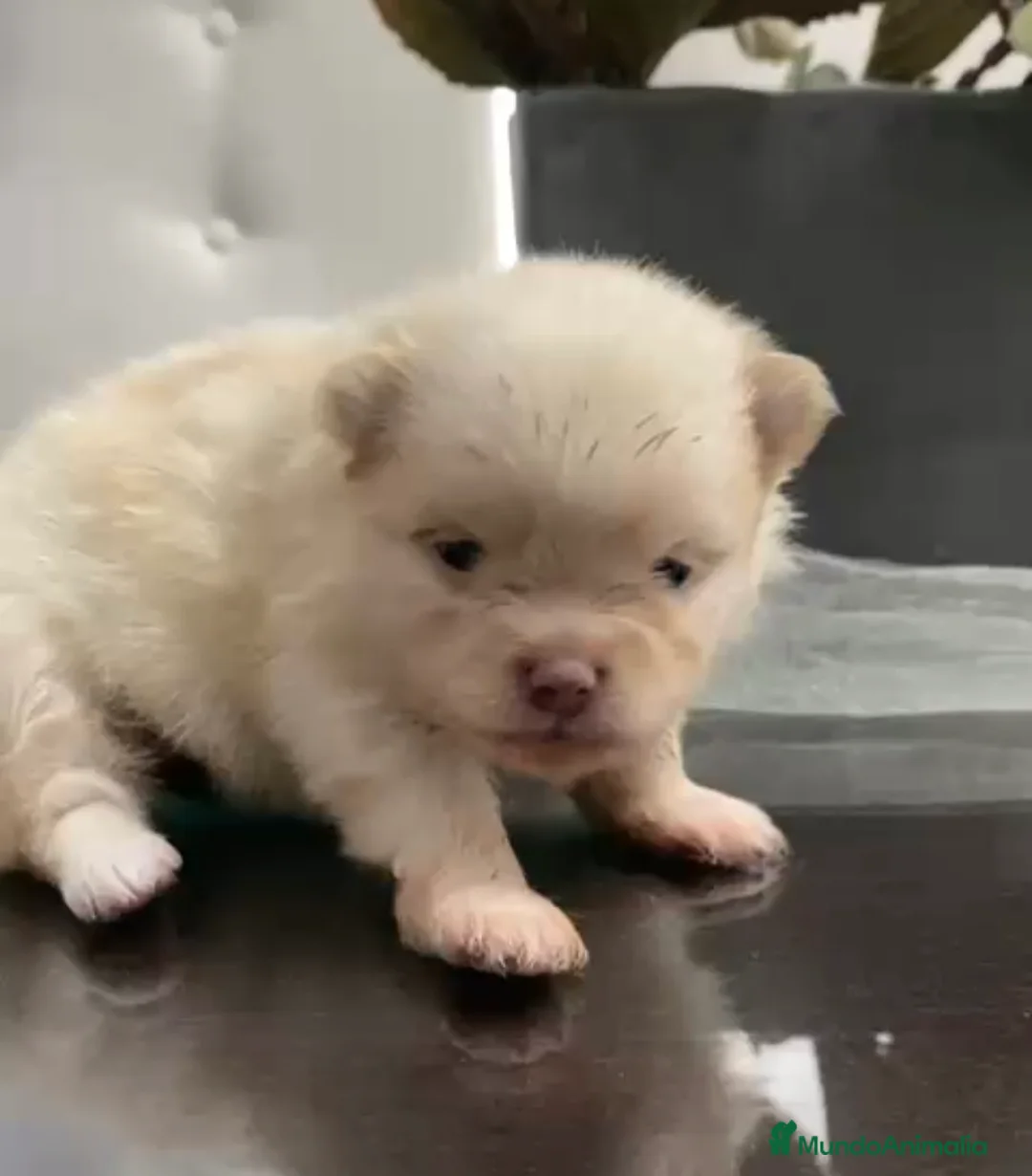 Pomerania perros en venta: Lulú de pomerania  - Anuncio 1