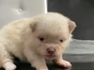 Pomerania perros Lulú de pomerania - Anuncio 3