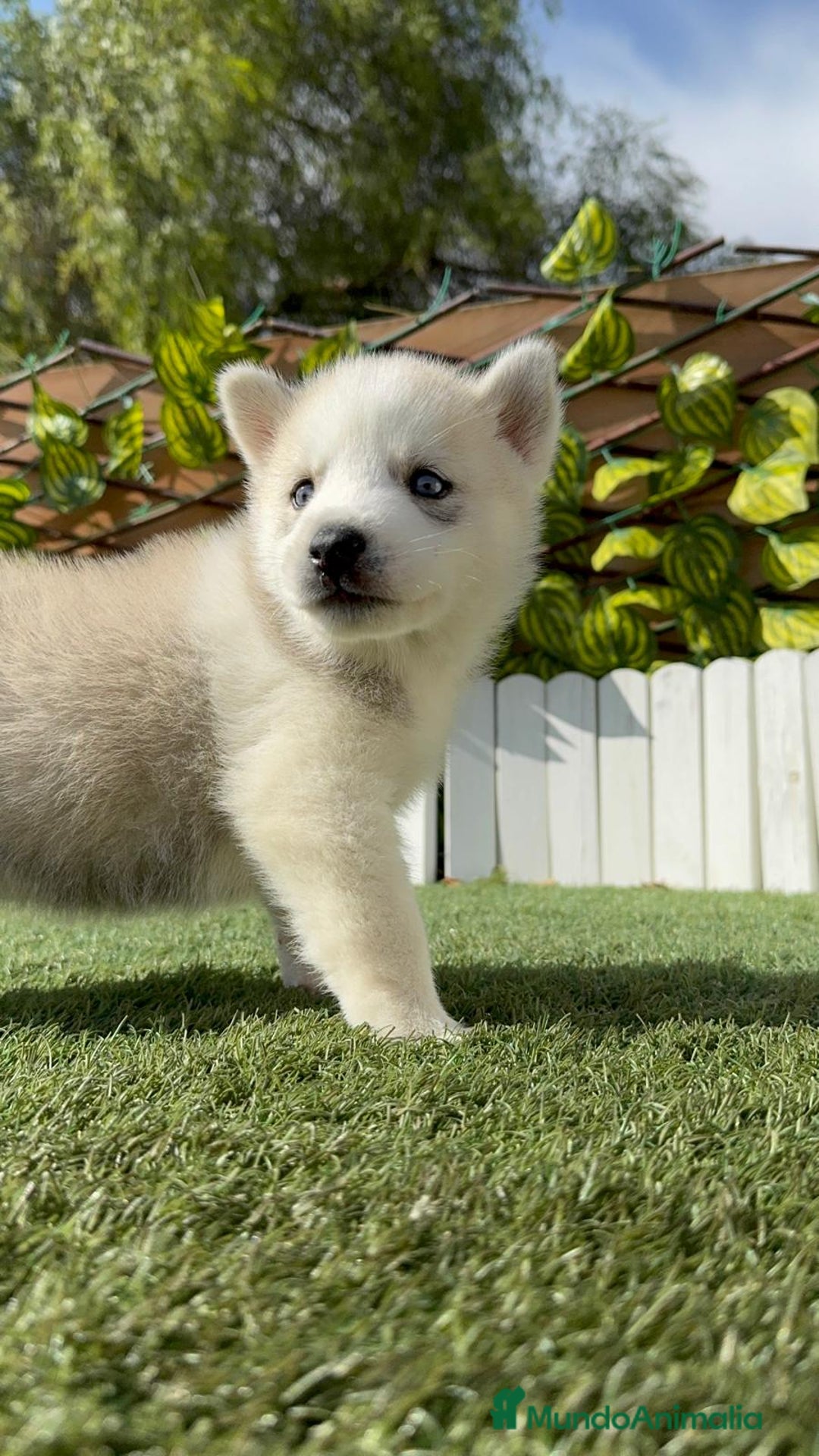 Husky Siberiano perros en venta: HUSKY - Imagen 7