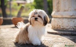 Shih Tzu perros en venta: camada de shih tzu - Imagen 10