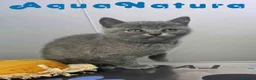 Británico de Pelo Corto Azul gatos en venta: British Hembra 6345 AQUANATURA - Anuncio 4