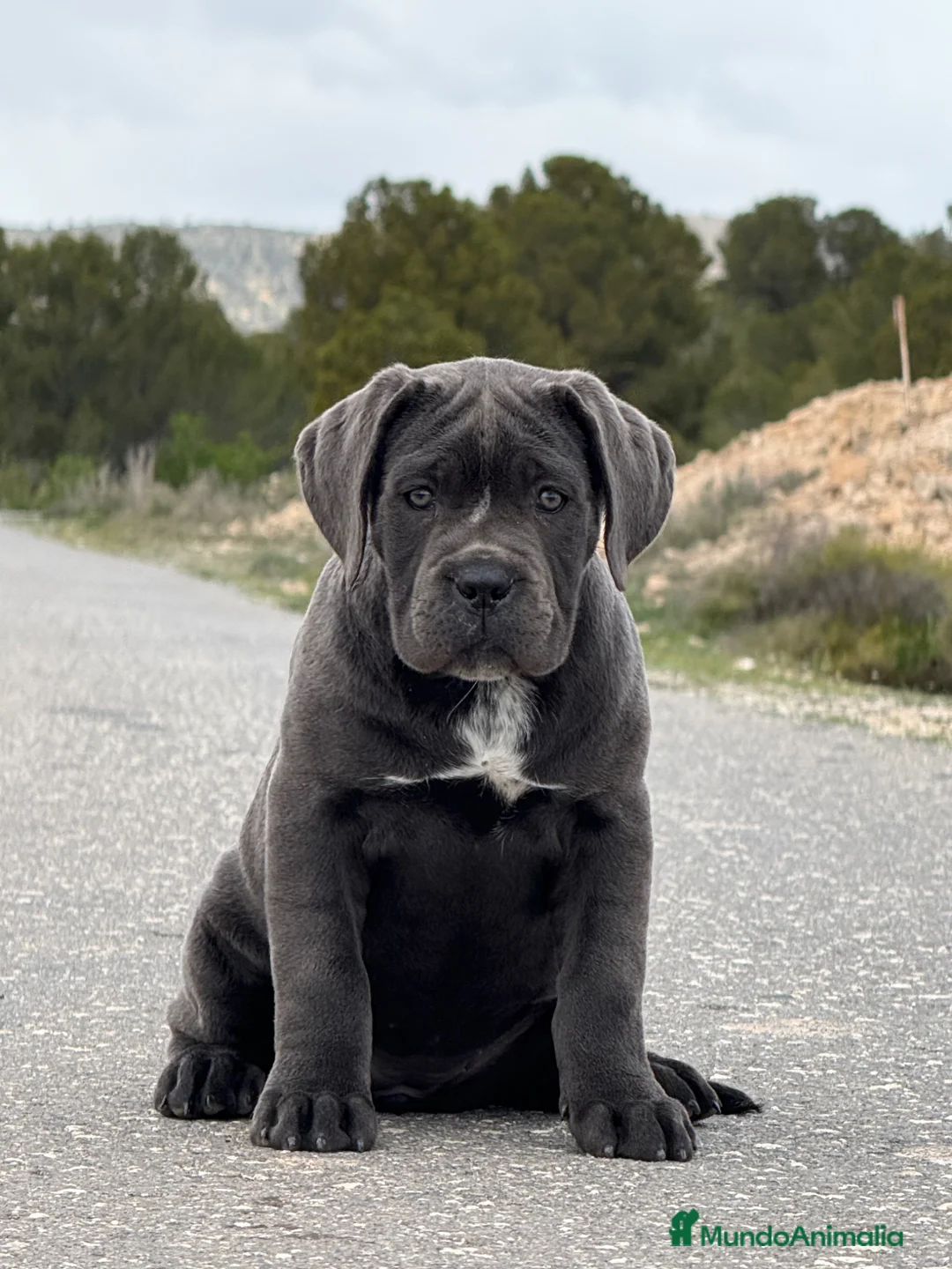 Cane Corso perros en venta: Cachorro de Cane Corso - Anuncio 2