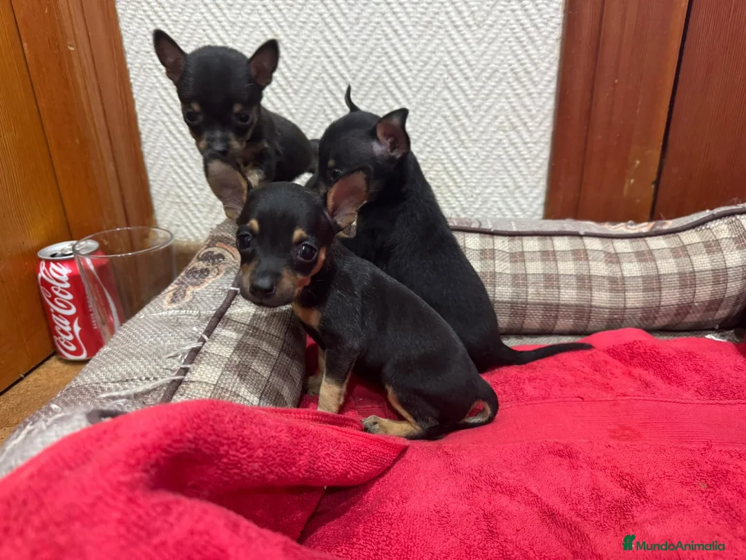 Ratón de Praga perros en venta: Ratón de Praga  - Anuncio 3