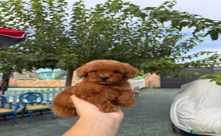 Caniche Toy perros - Anuncio 1