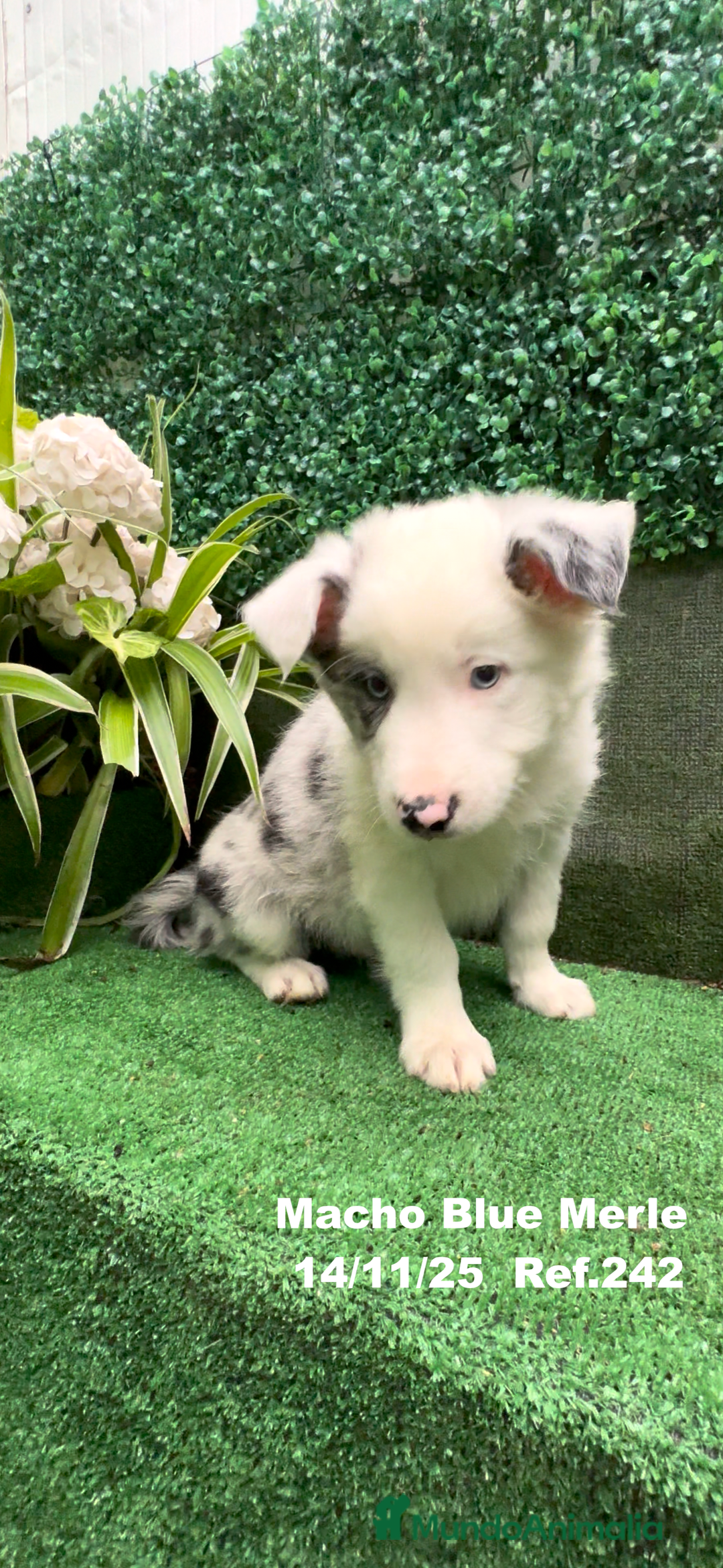 Border Collie perros en venta: Border Collie De Villa Biznaga - Anuncio 15