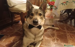 Perro Lobo Checoslovaco perros en adopcion: Perro lobo HERREÑO - Imagen 1
