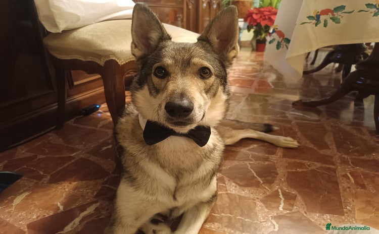 Perro Lobo Checoslovaco perros - Propaganda 1