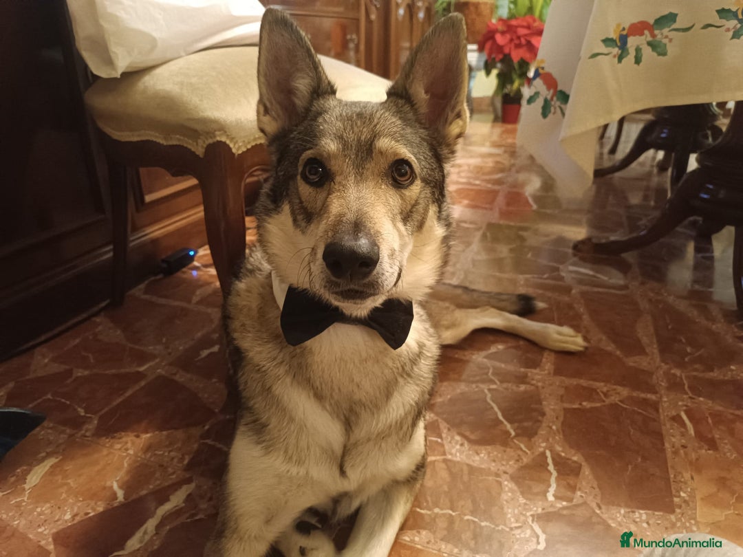 Perro Lobo Checoslovaco perros en adopcion: Perro lobo HERREÑO - Imagen 1