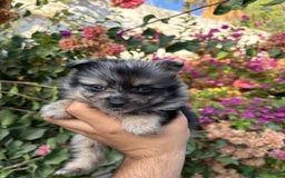 Pomerania perros en venta: Pomerania merle  - Imagen 2
