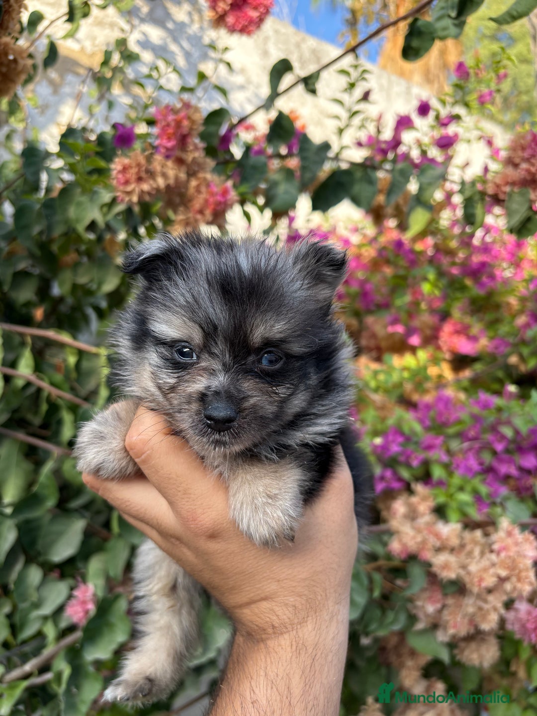 Pomerania perros en venta: Pomerania merle  - Imagen 2
