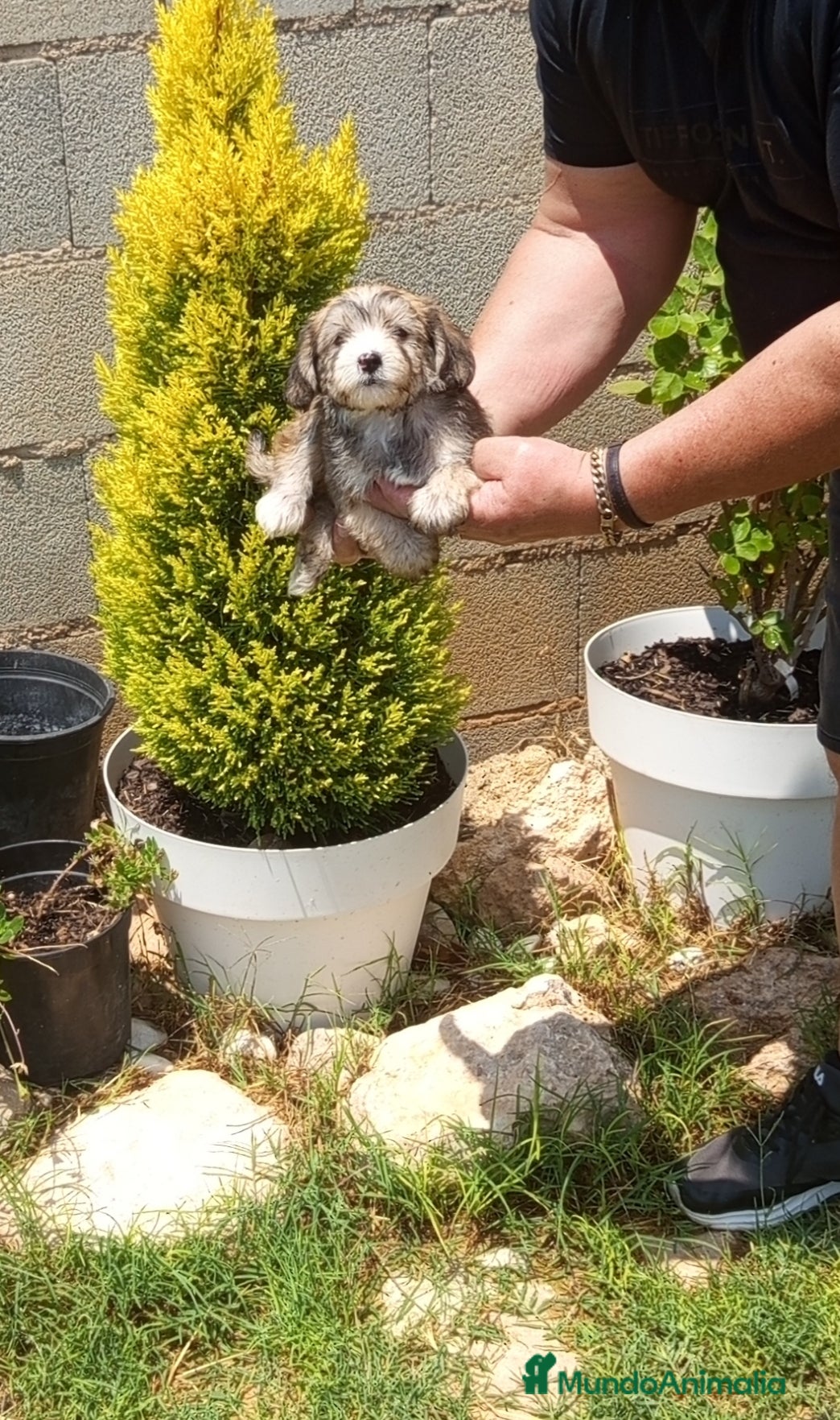 Perro Crestado Chino perros en venta: Preciosos cachorritos de raza mini - Anuncio 4