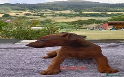 Pinscher Miniatura perros en venta: Pinscher Miniatura  - Imagen 29