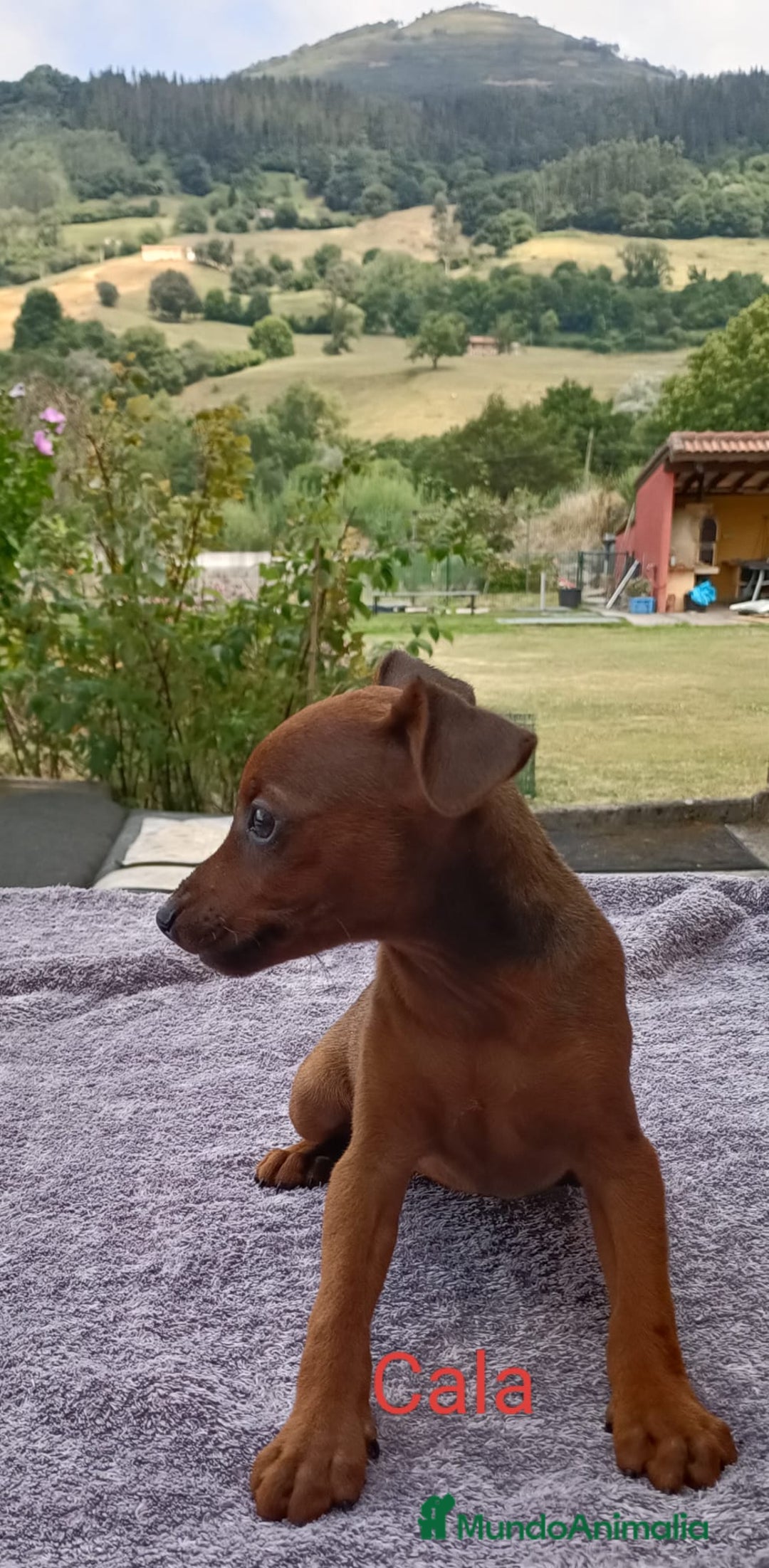 Pinscher Miniatura perros en venta: Pinscher Miniatura  - Imagen 29