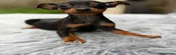 Pinscher Miniatura perros en venta: Minipicher miniatura  - Anuncio 5