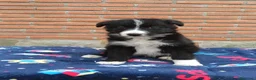 Border Collie perros en venta: Border collie.  - Anuncio 3