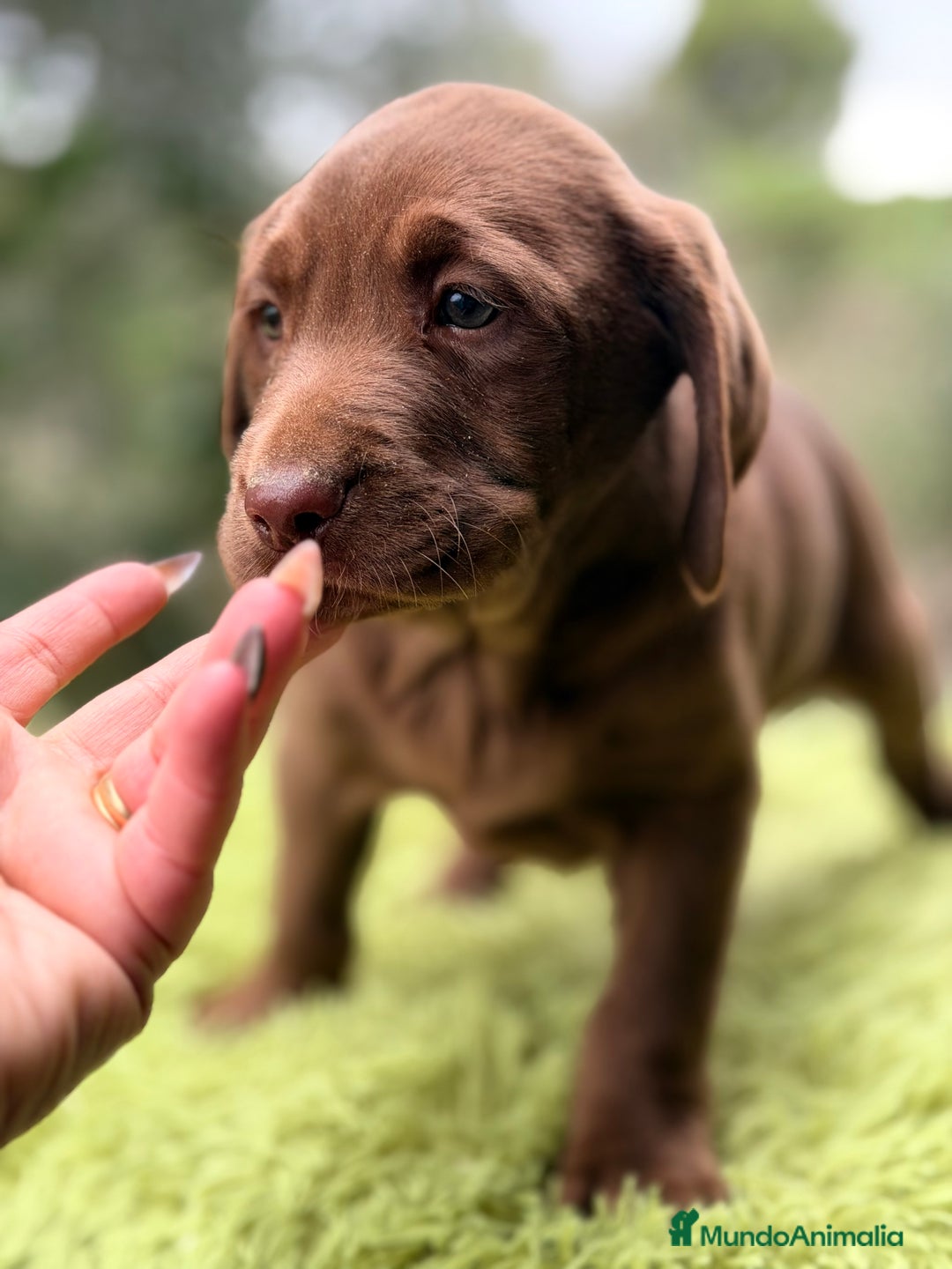 Labrador Retriever perros en venta: Labrador chocolate claro   - Anuncio 5