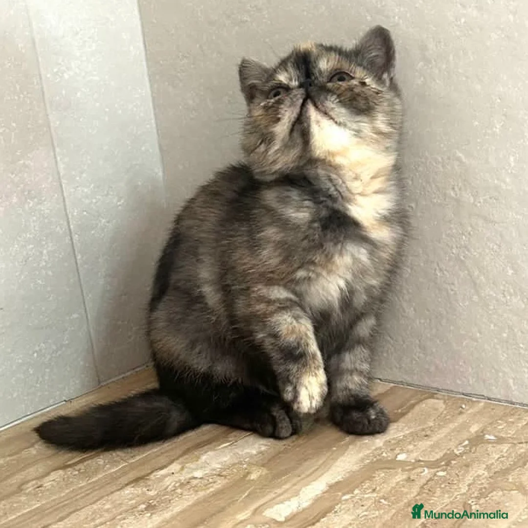 Persa gatos en venta: Persa Exótico  - Anuncio 2