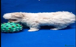 Bichón Maltés perros en venta: Bichon maltés toy - Imagen 1