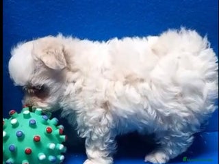 Bichón Maltés perros - Anuncio 5