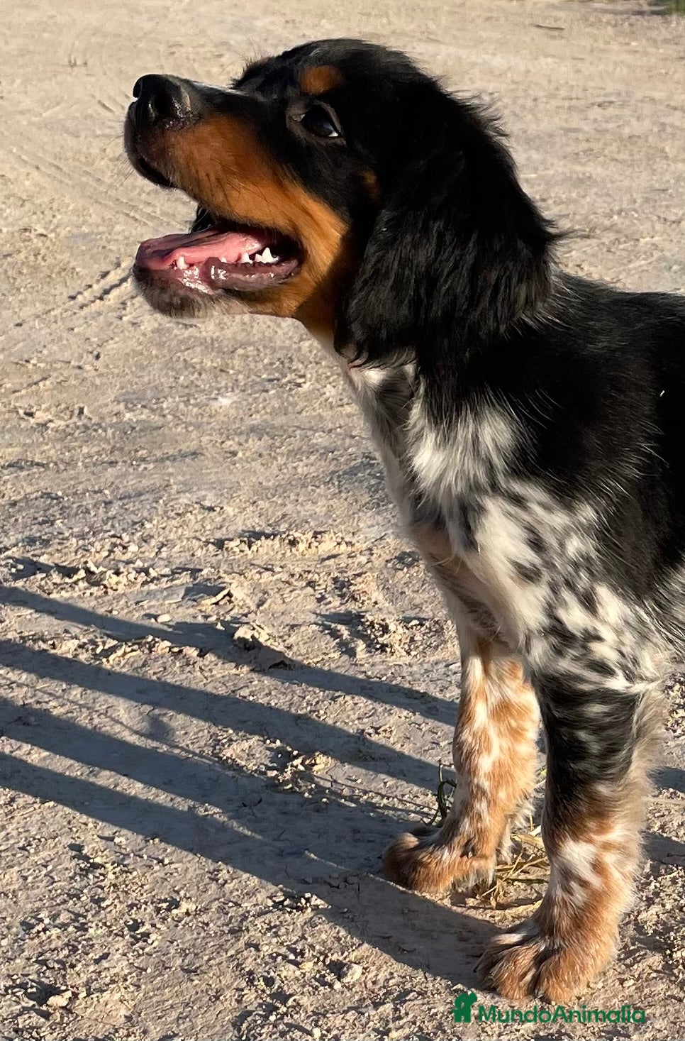 Épagneul Breton perros Epagneul bretón  - Anuncio 2