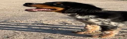 Épagneul Breton perros en venta: Epagneul bretón  - Anuncio 1