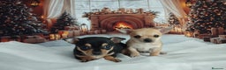 Chihuahua perros en venta: Chihuahuas toy cabeza de manzana - Anuncio 3