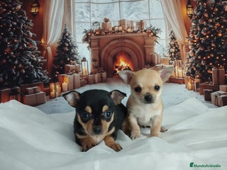 Chihuahua perros Chihuahuas toy cabeza de manzana - Anuncio 1