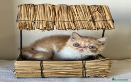 Exótico de Pelo Corto gatos en venta: GATITOS EXOTICOS Y PERSAS en Girona - Imagen 2