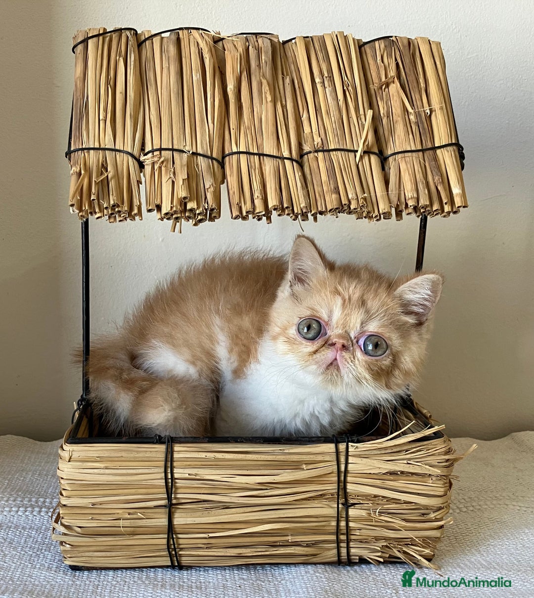 Exótico de Pelo Corto gatos en venta: GATITOS EXOTICOS Y PERSAS en Girona - Imagen 2