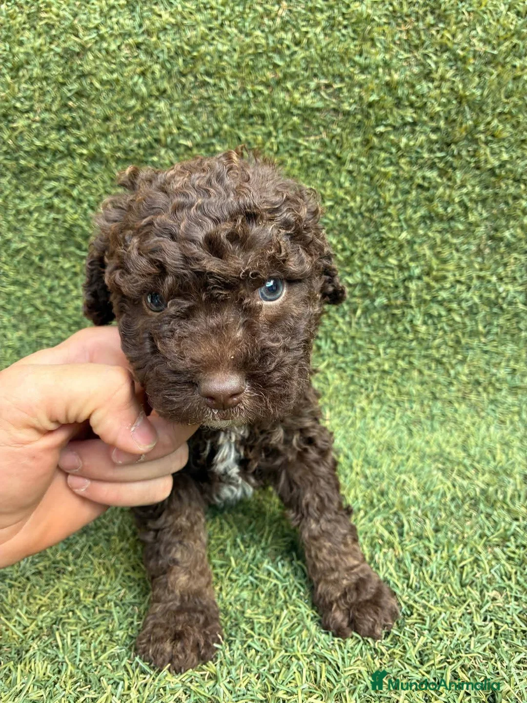 Perro de Agua Español perros en venta: Perro de aguas Español  - Anuncio 2