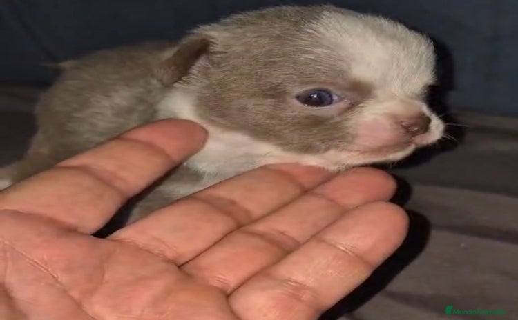 Chihuahua perros - Anuncio 3