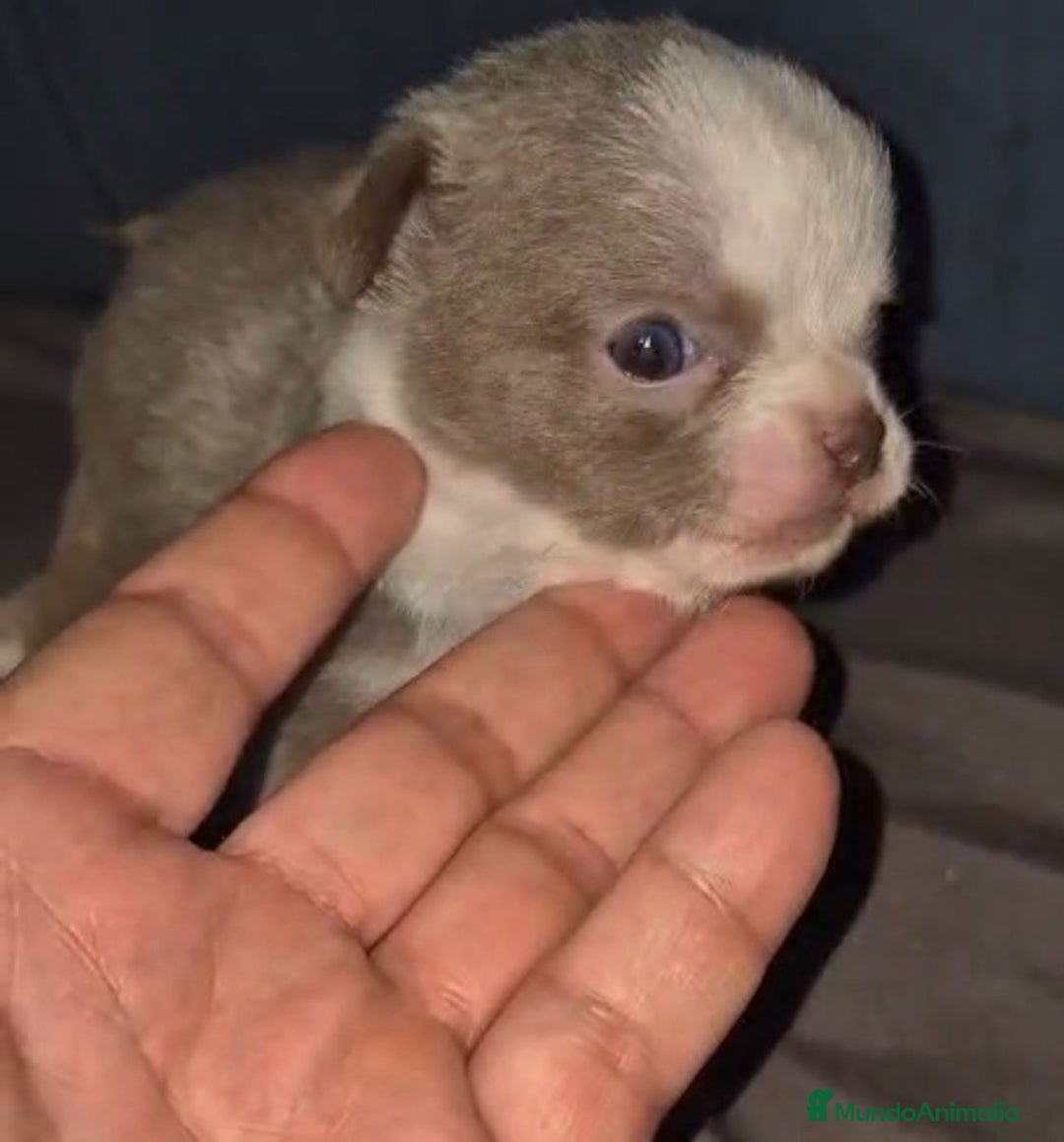 Chihuahua perros en venta: Chihuahuas cabeza manzana - Imagen 1