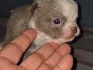 Chihuahua perros - Anuncio 15